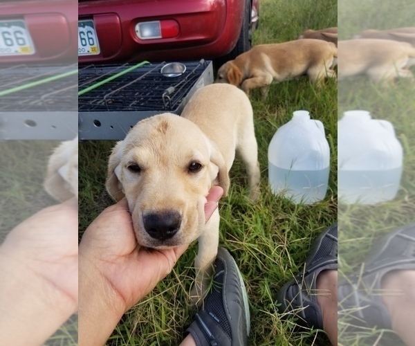 Medium Photo #5 Labrador Retriever Puppy For Sale in WILLIAMSBURG, CO, USA