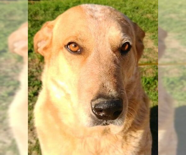 Medium Photo #1 Mutt Puppy For Sale in Frankston, TX, USA