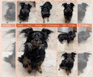 Chihuahua-Unknown Mix Dogs for adoption in Mesa, AZ, USA