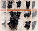 Small Chihuahua Mix
