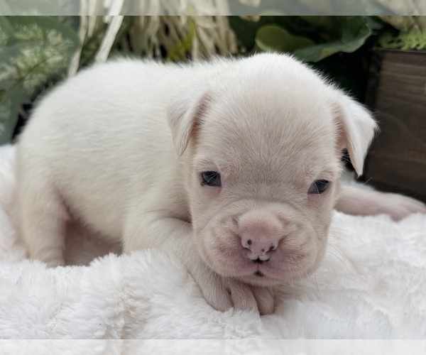 Medium Photo #2 Boxer Puppy For Sale in PAWNEE CITY, NE, USA