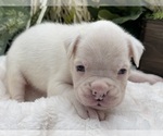 Small #1 Boxer
