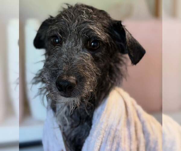 Medium Photo #3 Mutt Puppy For Sale in Turlock, CA, USA