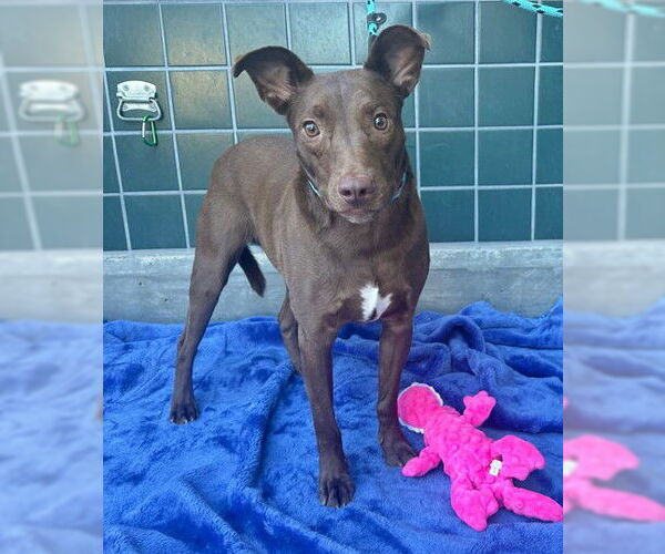 Medium Photo #2 Shepradors Puppy For Sale in Rancho Cucamonga, CA, USA