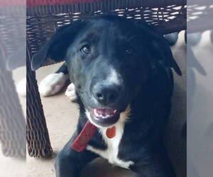 Labrador Retriever-Unknown Mix Dogs for adoption in Frankston, TX, USA