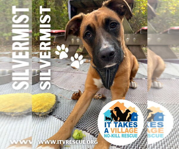 Medium Photo #2 Boxer-Unknown Mix Puppy For Sale in Evansville, IN, USA