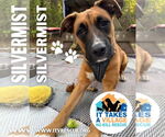 Small #1 Boxer Mix