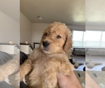 Small Photo #30 Goldendoodle Puppy For Sale in RATHDRUM, ID, USA