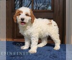 Small #2 Goldendoodle (Miniature)