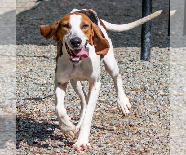 Medium Photo #4 Mutt Puppy For Sale in Hilton Head, SC, USA