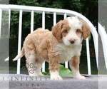 Small #3 Bernedoodle (Miniature)