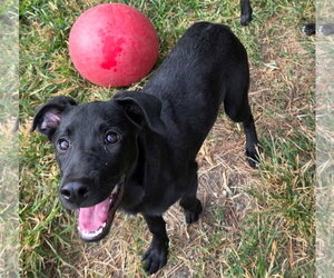 Lorelai - Female Mutt Dog for Adoption - Photo #3