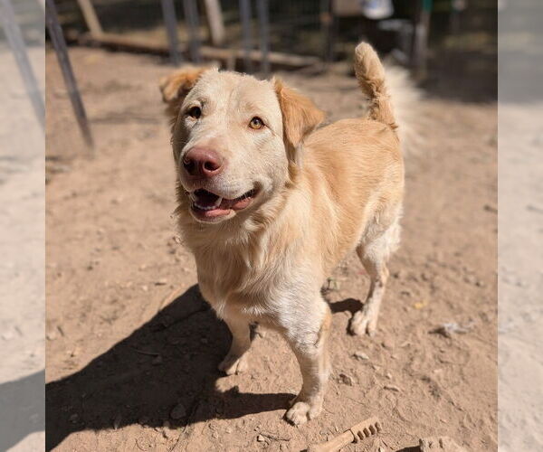 Medium Photo #5 Golden Retriever-Unknown Mix Puppy For Sale in Vail, AZ, USA