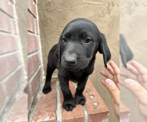 Labrador Retriever Puppy for sale in SAN JOSE, CA, USA