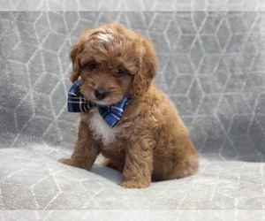 Cavapoo Puppy for sale in LAKELAND, FL, USA