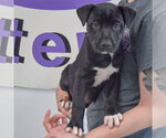 Small #3 American Staffordshire Terrier Mix