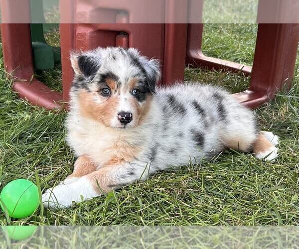Medium Photo #16 Australian Shepherd Puppy For Sale in JEROMESVILLE, OH, USA