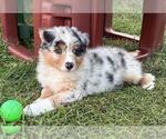 Small #15 Australian Shepherd