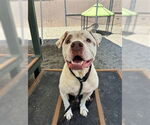 Small #1 Boxer Mix