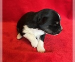 Small Photo #8 Miniature Australian Shepherd Puppy For Sale in FORT MORGAN, CO, USA