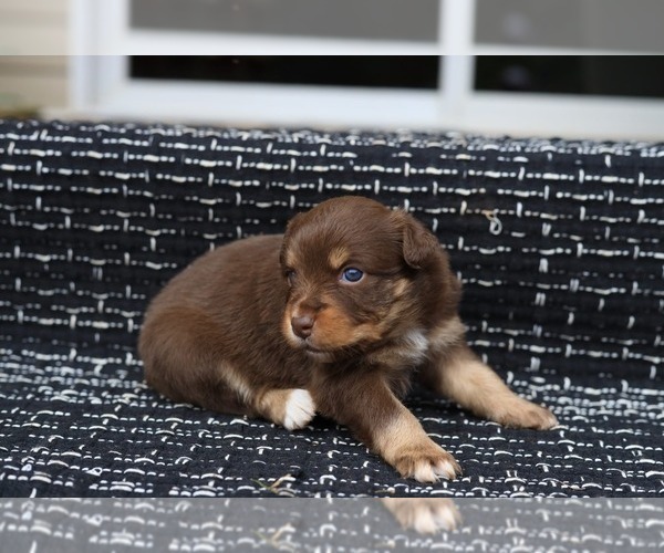 Medium Photo #2 Miniature American Shepherd Puppy For Sale in DAWSON, GA, USA