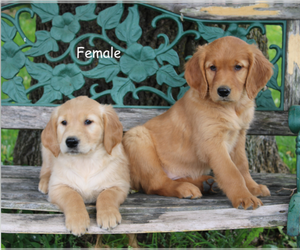 Golden Retriever Puppy for Sale in STANLEY, Wisconsin USA