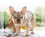 Small #9 French Bulldog