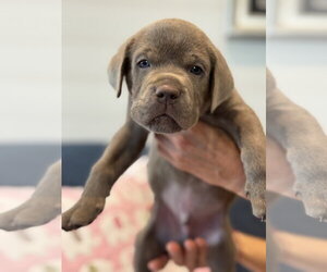 Charlotte's Puppy Greyson - Male Labrador Retriever-Unknown Mix Dog for Adoption - Photo #2