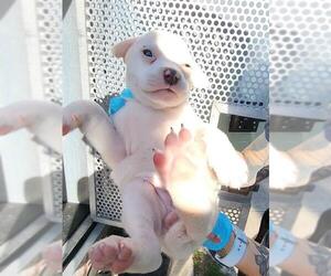 Mutt Dogs for adoption in San Antonio, TX, USA