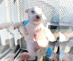 Small Mutt