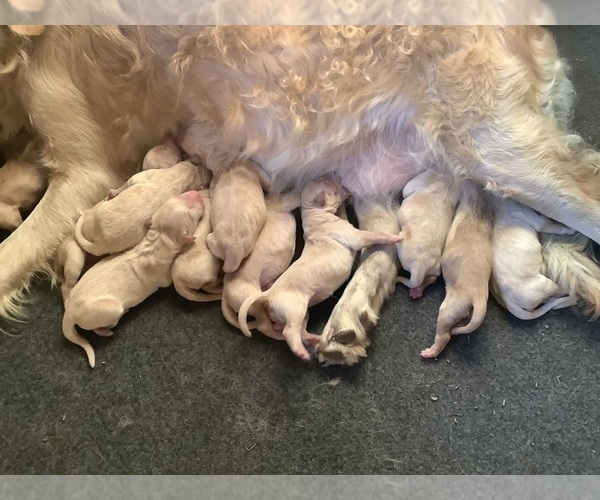 Medium Photo #10 Golden Retriever Puppy For Sale in RILEYVILLE, VA, USA