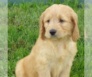 Goldendoodle-Poodle (Standard) Mix Puppy for sale in THORP, WI, USA