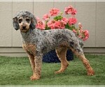 Small Photo #1 Poodle (Miniature) Puppy For Sale in LITITZ, PA, USA