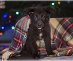 Small Photo #11 Shepradors Puppy For Sale in Princeton, MN, USA