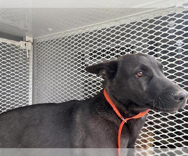 Medium Photo #1 Labrador Retriever-Unknown Mix Puppy For Sale in Bakersfield, CA, USA