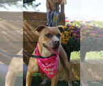 Small #19 American Pit Bull Terrier Mix