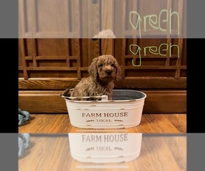 Goldendoodle (Miniature) Puppy for Sale in ROSEVILLE, Ohio USA
