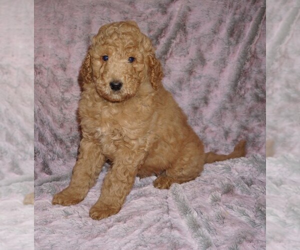 Medium Photo #1 Labradoodle mix (+ Poodle Standard) Puppy For Sale in LA HABRA, CA, USA