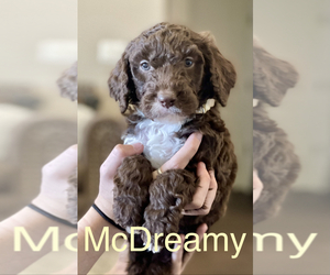 Goldendoodle Puppy for sale in QUEEN CREEK, AZ, USA
