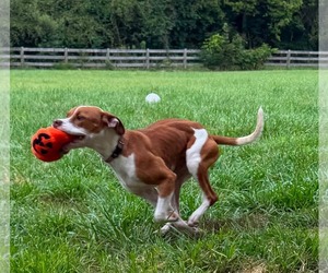 American Pit Bull Terrier-Unknown Mix Dogs for adoption in Germantown, OH, USA