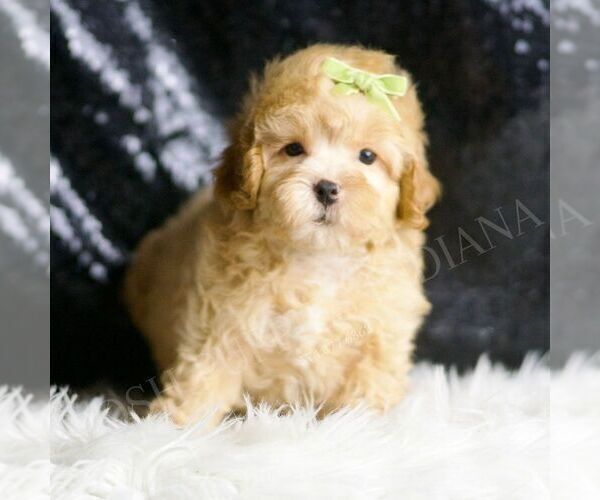 Medium Photo #4 Maltipoo (Miniature) Puppy For Sale in WARSAW, IN, USA