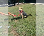 Small #1 German Shepherd Dog Mix