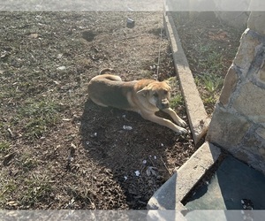 German Shepherd Dog Dog for Adoption in BRIGHTON, Missouri USA