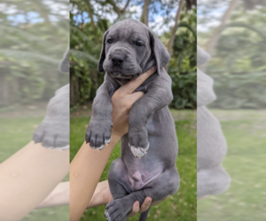 Great Dane Puppy for sale in FORT LAUDERDALE, FL, USA