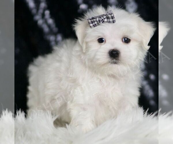 Medium Photo #4 Maltese Puppy For Sale in WARSAW, IN, USA
