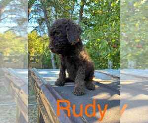 Labradoodle Dogs for adoption in Scottsboro, AL, USA