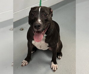 Mutt Dogs for adoption in St. Cloud, FL, USA