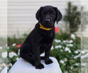 Labrador Retriever Puppy for sale in JONESTOWN, PA, USA
