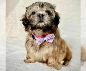 Shih Tzu Puppy for sale in ANTELOPE, CA, USA