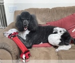 Small Photo #1 Poodle (Standard) Puppy For Sale in PEYTON, CO, USA
